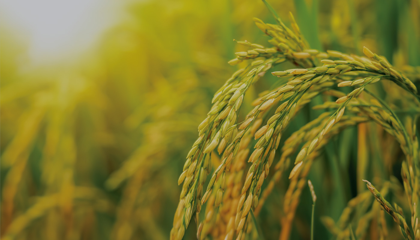 Farmcochem-Products-Solutions-Paddy-B2